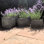 Ensemble de pots à fleurs 3 pièces Nina