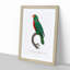 Red-Fronted Parrot by F. Levaillant - Picture Frame Painting Print-55598351-55598363