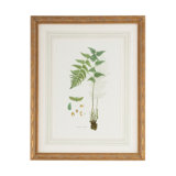 Curtis Ferns I Print