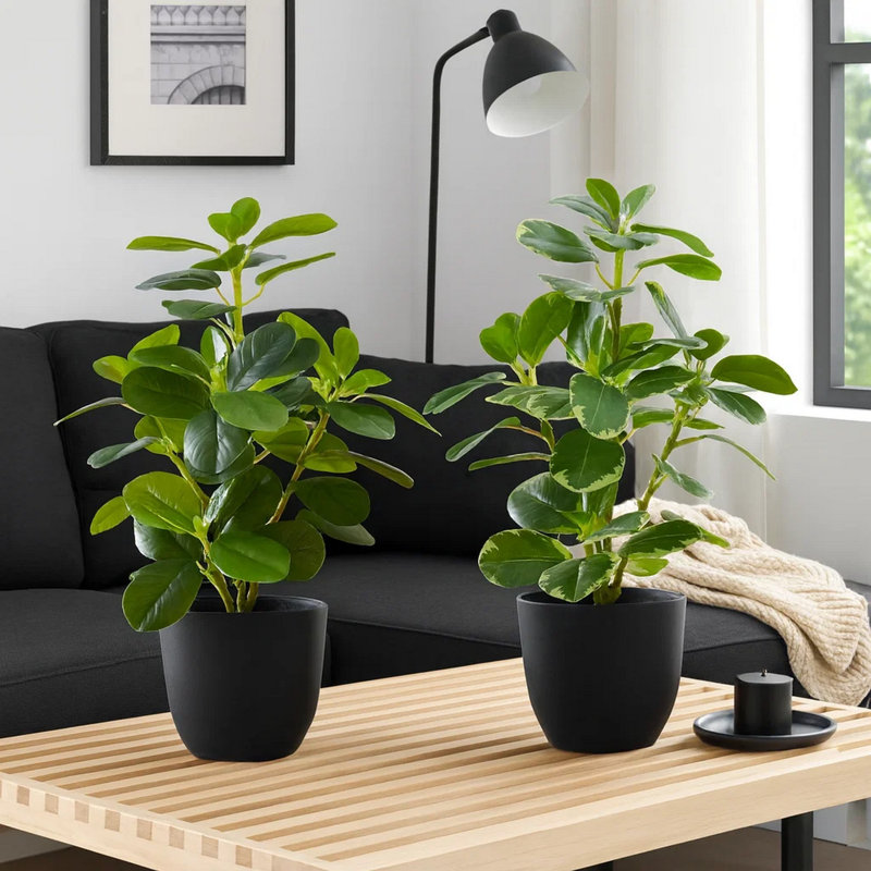 Ensemble de 2 plantes d'intérieur en fausse soie artificielle 14 pouces Ficus, feuilles vertes