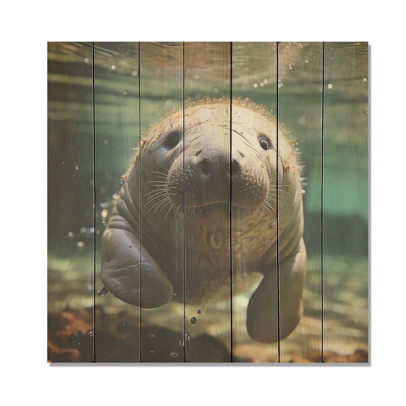 Curious Manatee Gaze II - Lamantin sur bois, H 15 po x l 15 po