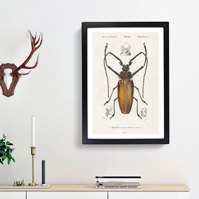 Beetle Illustration PL.11 by Charles D'Orbigny Framed Print, 33cm H x 24cm W x 2cm D, Black Framed
