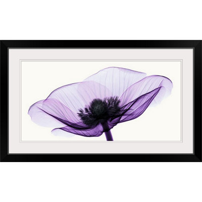 « ii » robert poulailler, reproduction de photo Anemone