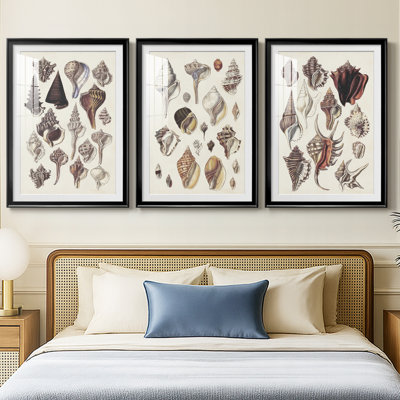 Seashell Array I  -Custom Framed  Premium Print W Matt - 3 Pieces