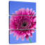 Rose Harnek Gerbera Daisy I
