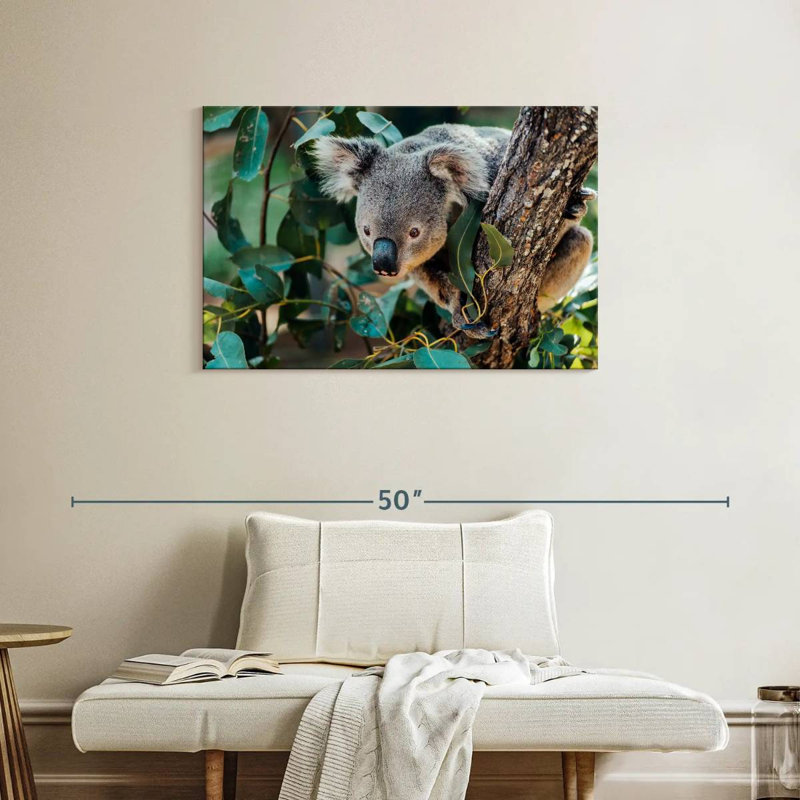 Australie Koala, H 24 po x l 36 po