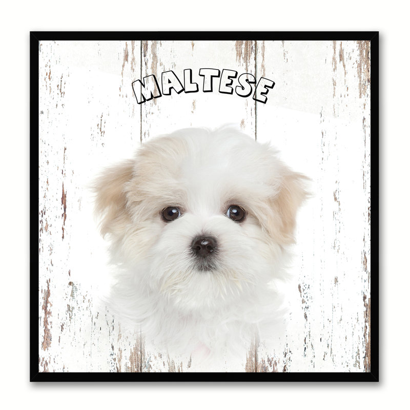 " Maltese Dog ", 15" H x 15" W