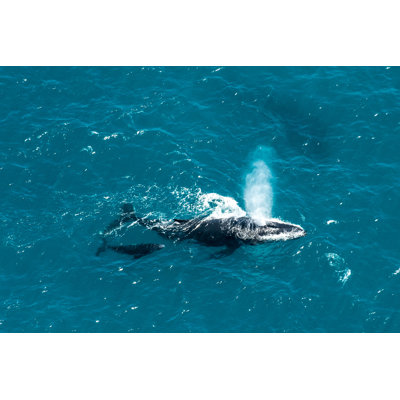 Humpback Whale - Wrapped Canvas Print