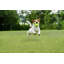 Gazon artificiel vert coupé à longueur de 40 mm Verdant Vista Lushscape-86756235