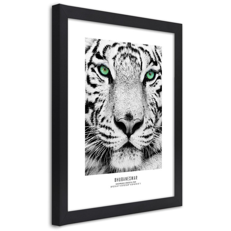 African Tigers - Single Picture Frame Print, 90cm H x 60cm W, Black