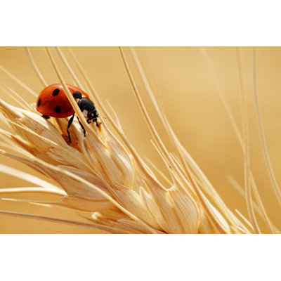 Lady Bug - Wrapped Canvas Print