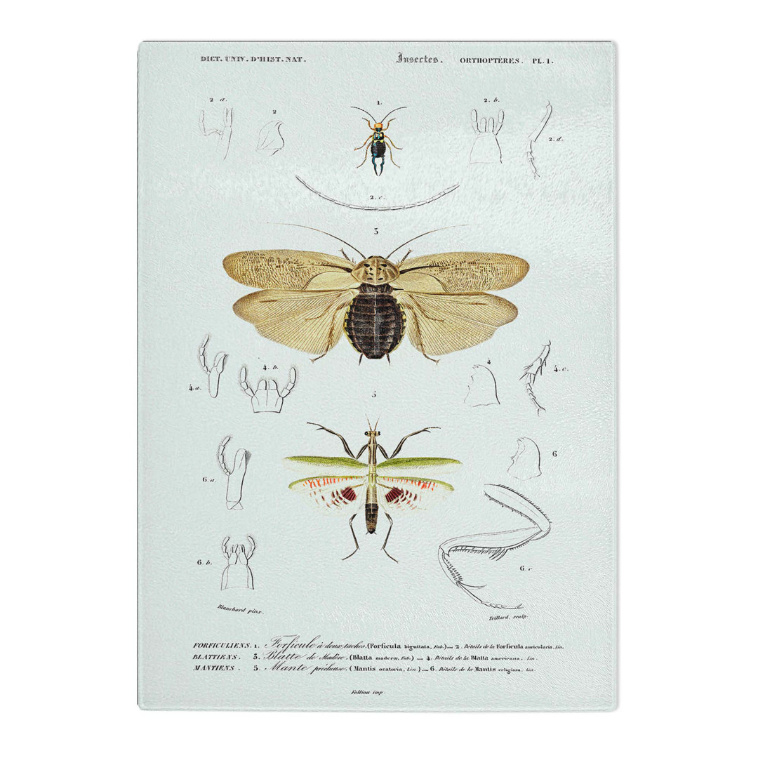 Tempered Glass Insect of Illustrations PL. 1 by Charles D' Orbigny Chopping Board