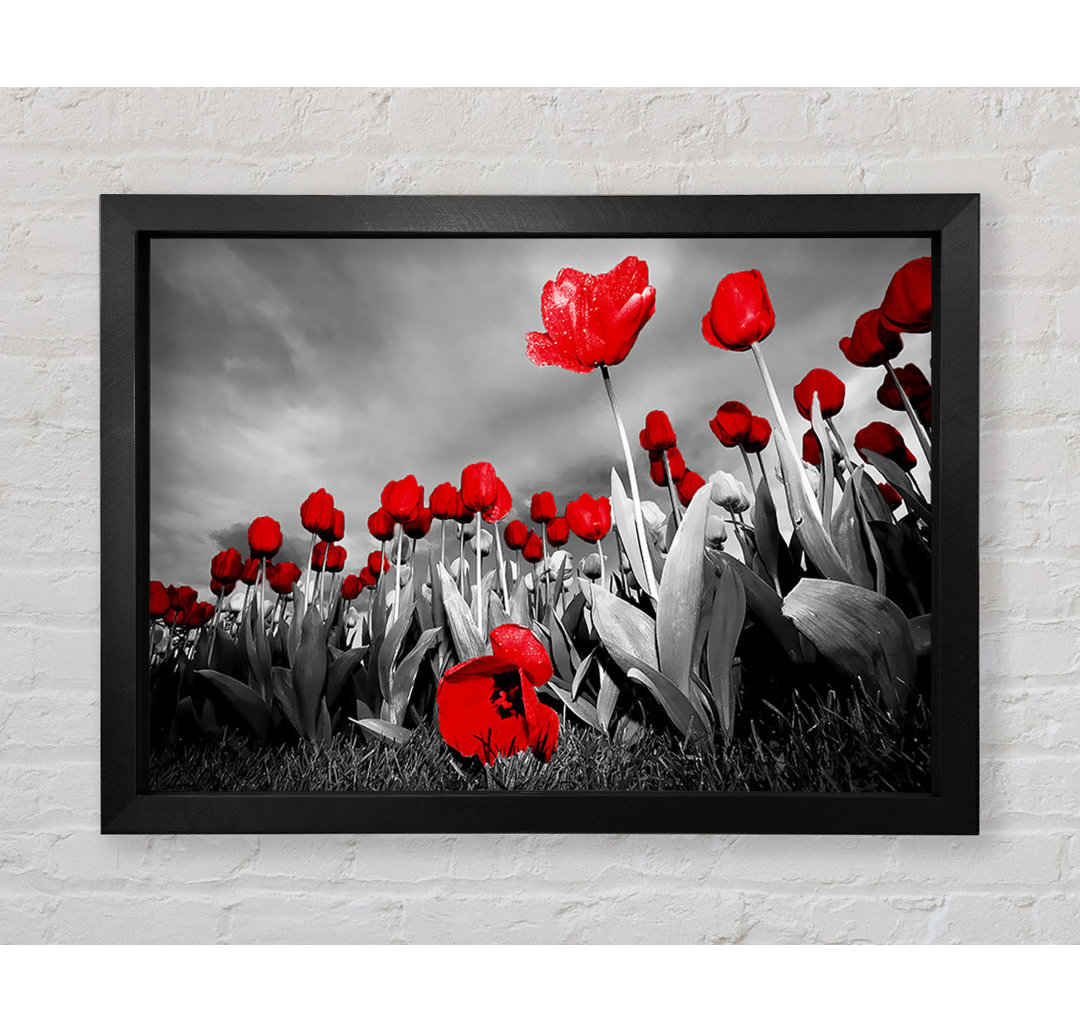 Roter Tulpenhimmel B N W - Druck