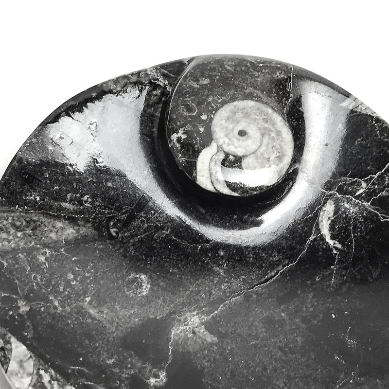 Polished Ammonite and Orthoceras Fossil Plate (Small)