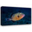 Art sur toile tendue par Astoria Grand Gabriel, galerie Barathieu: Blue Triggerfish-142572580
