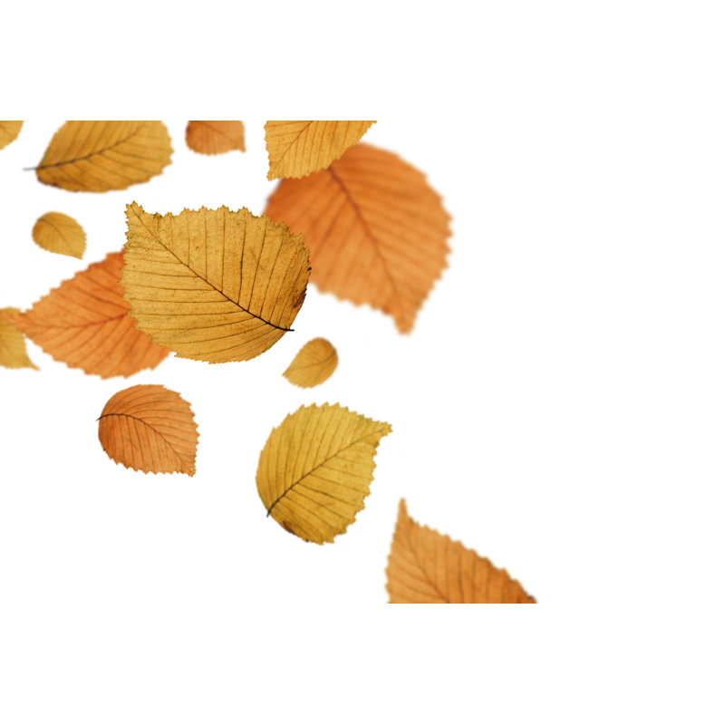 Isolated Falling Autumn Leaves by Borchee - No Frame Print on Canvas, 20cm H x 30cm W
