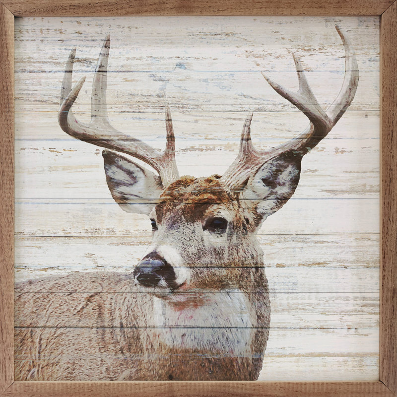 Whitetail, H 4 po x l 4 po