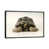 Black Framed is unavailable