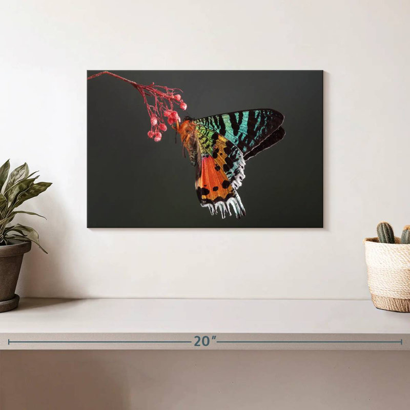 Madagascan Sunset Moth, 8" H x 12" W