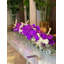 Orchid Floral Arrangement in Planter-1156158567