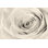 «Cream Rose» par Lori Deiter, reproduction sur toile tendue