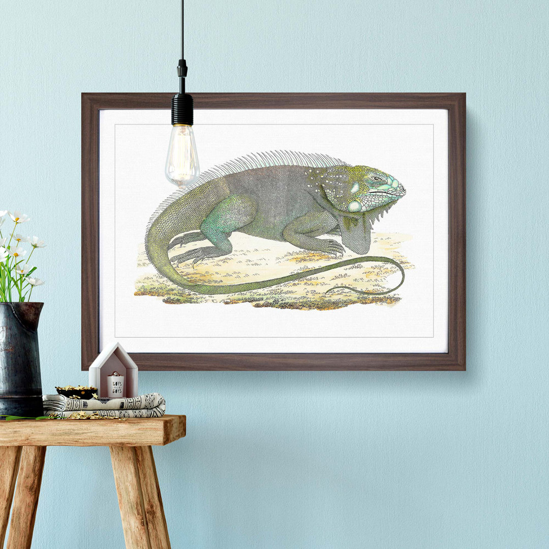Iguana by George Shaw - Framed Print