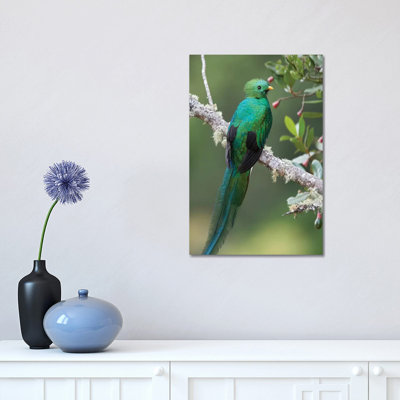 Resplendent Quetzal Male, Costa Rica II by Tim Fitzharris - Wrapped Canvas Print