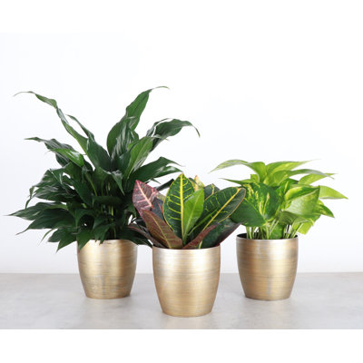 Thorsen's Greenhouse Live Plant in Plastic Pot