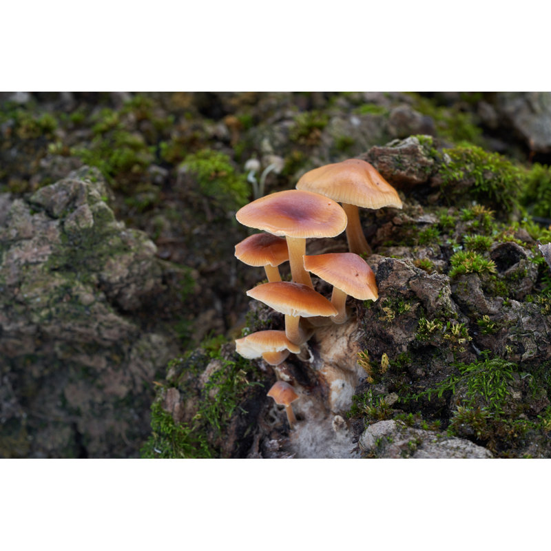 Edible Mushroom Flammulin by Igor Kramar - Wrapped Canvas Print, 30cm H x 46cm W