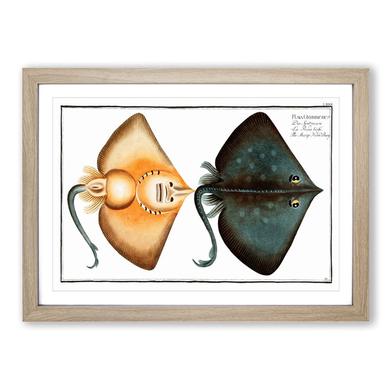 Sharp Nosed-Ray Fish by M.E. Bloch - Picture Frame Painting Print, Oak Framed, 27cm H x 36cm W x 2cm D