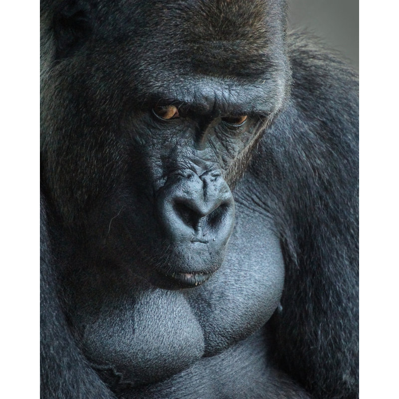 Wrapped Canvas Print, 81.28 cm H x 121.92 cm W