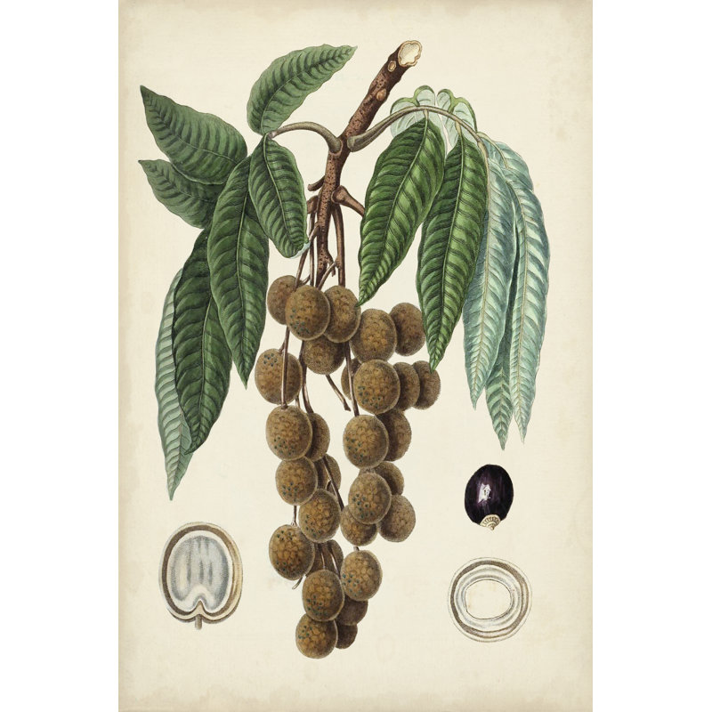 Antique Foliage and Fruit III by Vision Studio - Wrapped Canvas Painting, 122cm H x 81cm W, Black Floater Framed