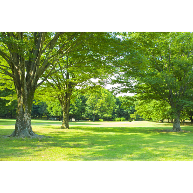 Summer Park by Wat - Wrapped Canvas Print, 81cm H x 122cm W