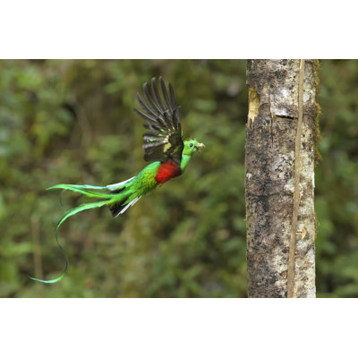 Quetzal - Wrapped Canvas Print