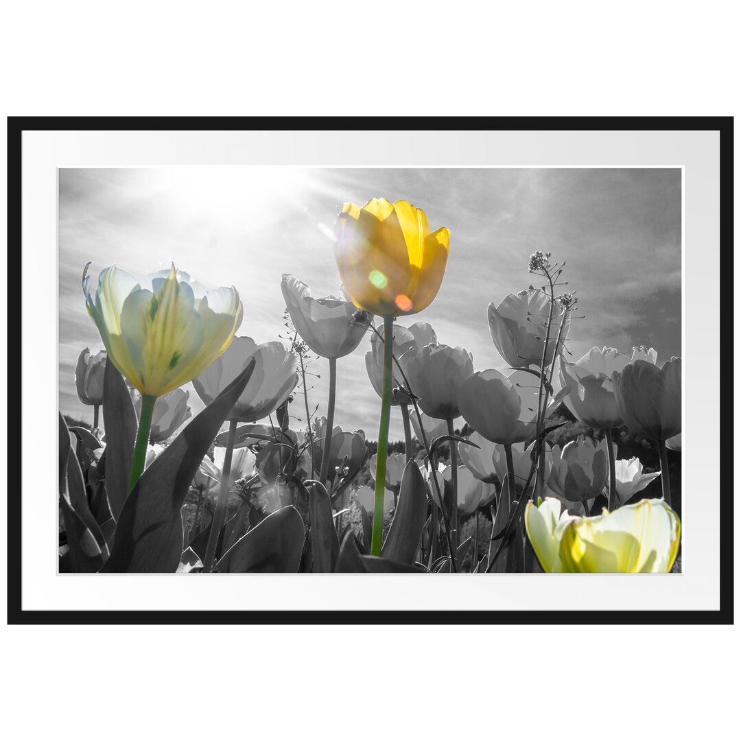 Gerahmtes Poster Wunderschöne Tulpenwiese