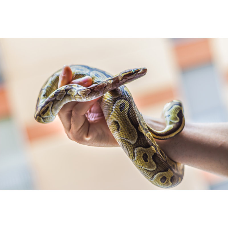 Brave Man Holding Snake by Talitha_It - Wrapped Canvas Print, 30.48cm H x 45.72cm W