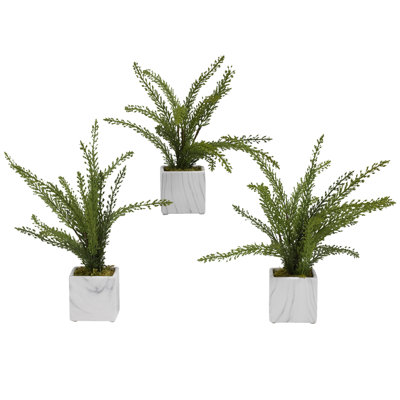 Heather de plantes en pot