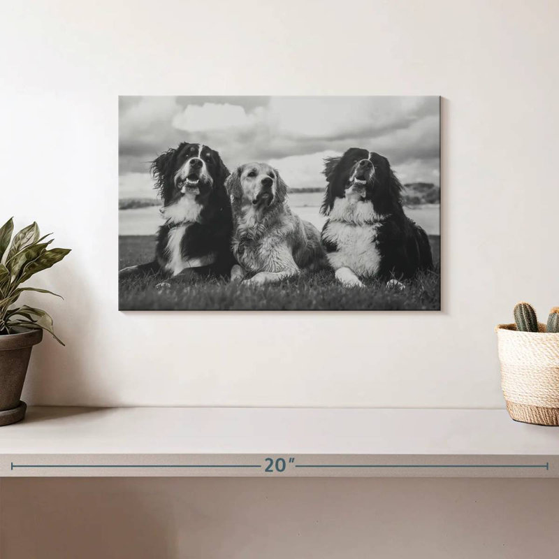 Brampt Bernese Mountain Dogs, 8" H x 12" W