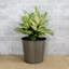 Pot à fleur Barmore-1927315564-1908796743