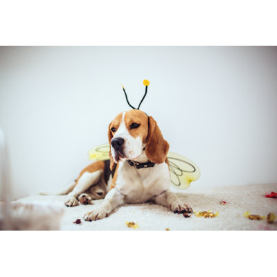 Beagle Dog by Aleksandarnakic