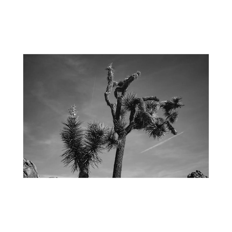 Joshua Tree National Park XXV by Bethany Young - Print on Canvas, Wrapped Canvas, 20.32cm H x 30.48cm W x 1.91cm D