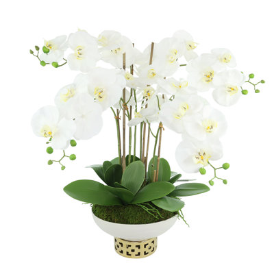 Orchidées disposées dans un pot en céramique