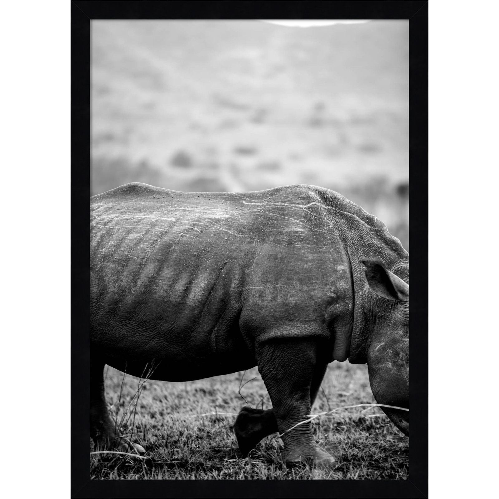 Pepperidge "Black Rhino" Print, Black, 21" H x 15" W