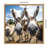 Funny Animal Donkey Selfie by The Creative Bunch Studio Framed Canvas Wall Art Print-1262754562