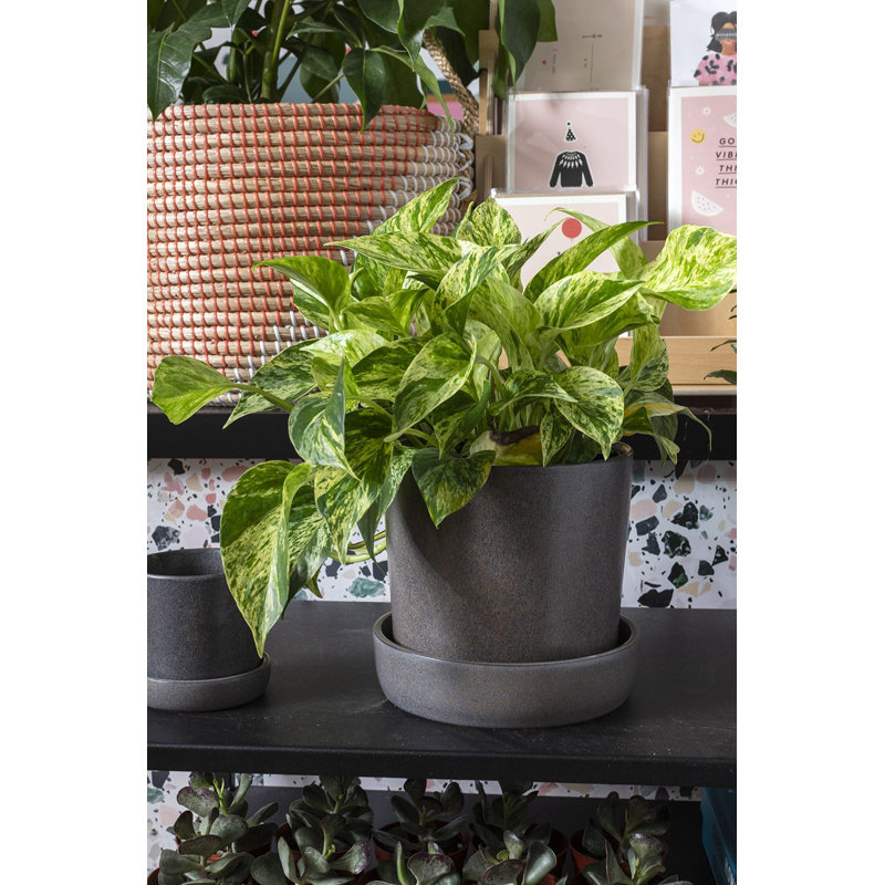 Pot à fleurs en céramique Zandra, Rose, H 6,5 po x l 6,75 po x P 6,75 po