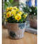 Pot de fleurs en terre cuite