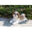Shih Tzu Lying Down Statue-1058368217