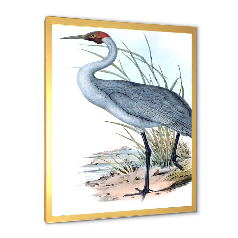 «Vintage Australian Birds V», impression sur toile encadrée, H 40 po x l 30 po x 1,5 po, Encadrement doré