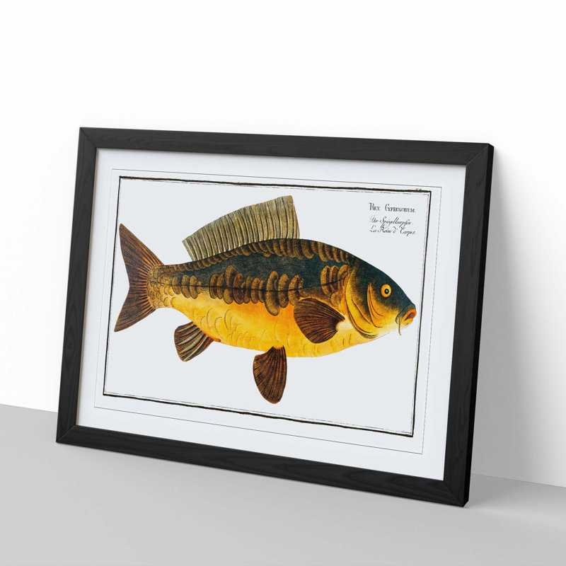 Royal Carp Fish by M.E. Bloch - Framed Print, 50cm H x 76cm W x 2cm D, Black