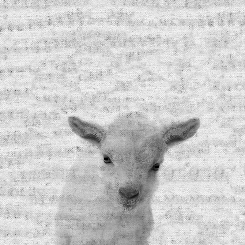 «Lamb Surprise», reproduction sur toile tendue, H 40 po x l 40 po x P 1,5 po